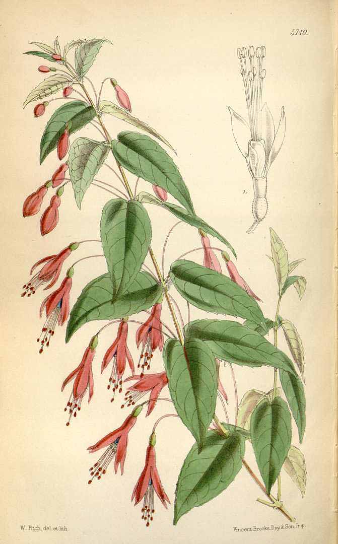 Illustration Fuchsia coccinea, Par Curtis, W., Botanical Magazine (1800-1948) Bot. Mag. vol. 94 (1868) [tt. 5683-5747] t. 5740, via plantillustrations 