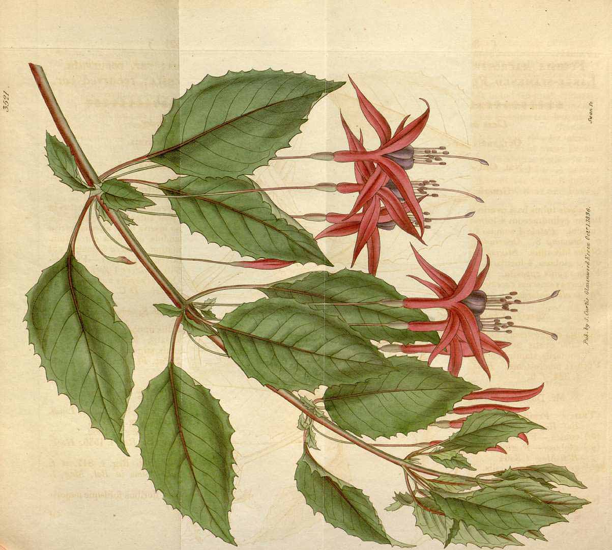 Illustration Fuchsia magellanica, Par Curtis´s Botanical Magazine (vol. 63 [ser. 2, vol. 10]: t. 3521, 1836), via plantillustrations 