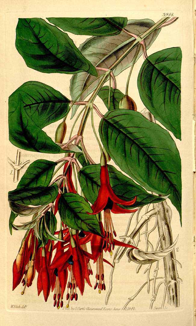 Illustration Fuchsia regia, Par Curtis´s Botanical Magazine (vol. 68 [ser. 2, vol. 15]: t. 3948, 1842) [W.H. Fitch], via plantillustrations 