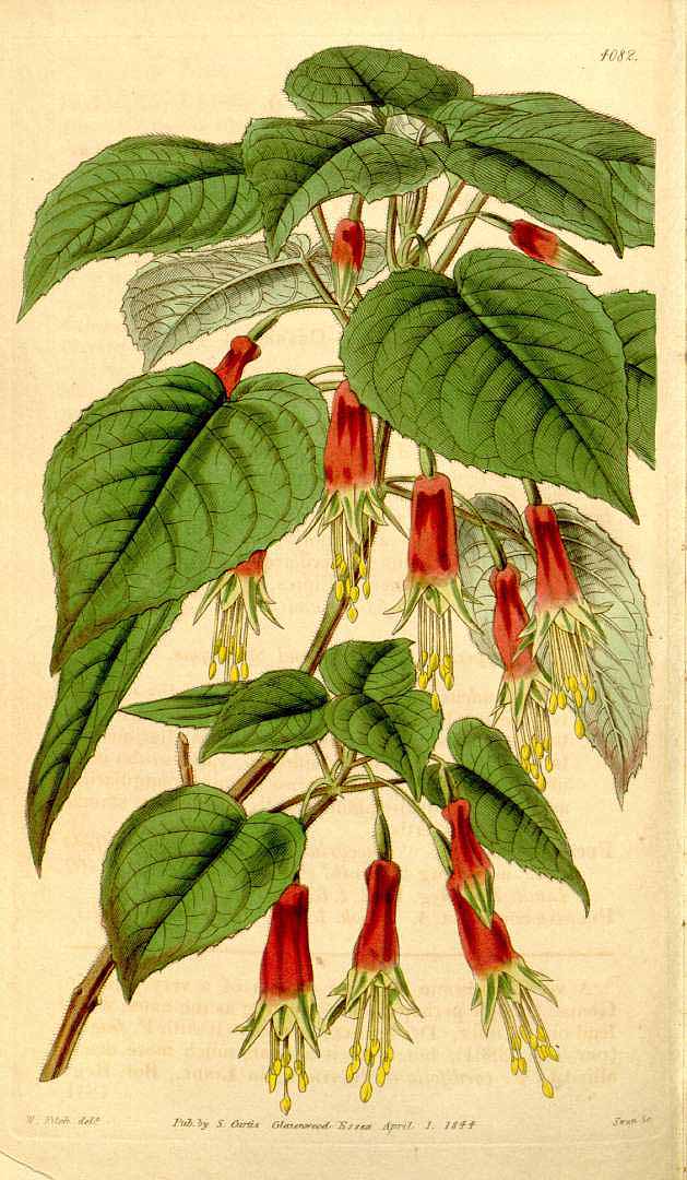 Illustration Fuchsia splendens, Par Curtis, W., Botanical Magazine (1800-1948) Bot. Mag. vol. 70 (1844) [tt. 4048-4131] t. 4082, via plantillustrations 