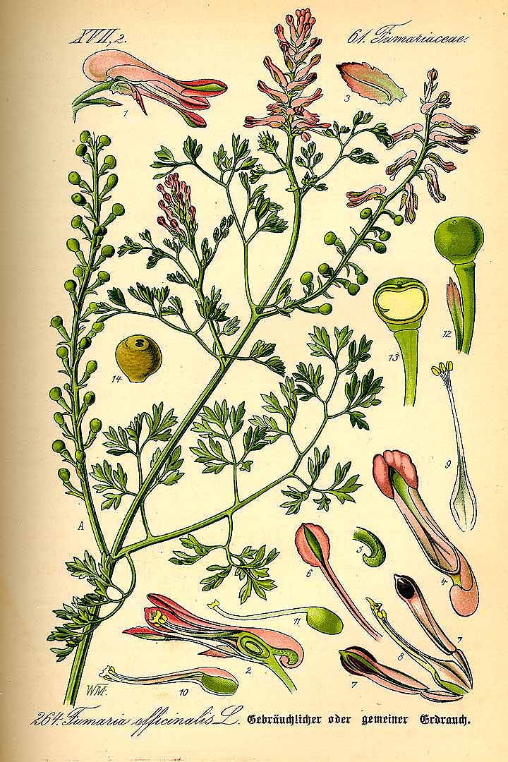 Illustration Fumaria officinalis, Par Thomé O.W. (Flora von Deutschland Österreich und der Schweiz, Tafeln, vol. 2: t. 264, 1885), via plantillustrations 