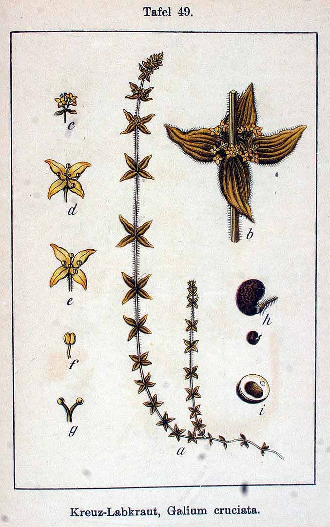 Illustration Cruciata laevipes, Par Krause E.H.L., Sturm J., Lutz K.G., (Flora von Deutschland in Abbildungen nach der Natur, Zweite auflage, vol. 12: t. 49, 1904), via plantillustrations 