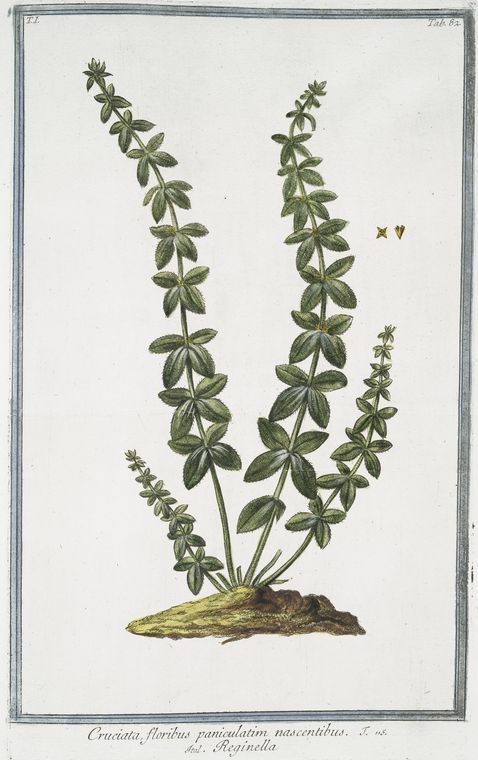 Illustration Cruciata laevipes, Par Bonelli Giorgio (Hortus Romanus juxta Systema Tournefortianum, vol. 1: t. 82, 1783-1816), via plantillustrations 