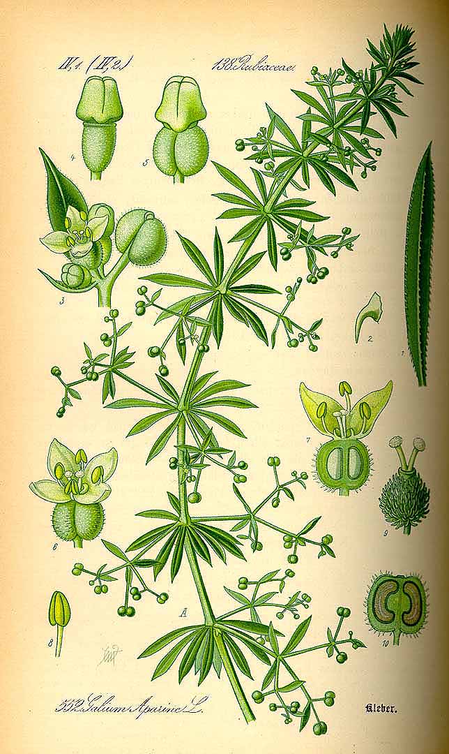 Illustration Galium aparine, Par Thomé O.W. (Flora von Deutschland Österreich und der Schweiz, Tafeln, vol. 4: t. 552, 1885), via plantillustrations 