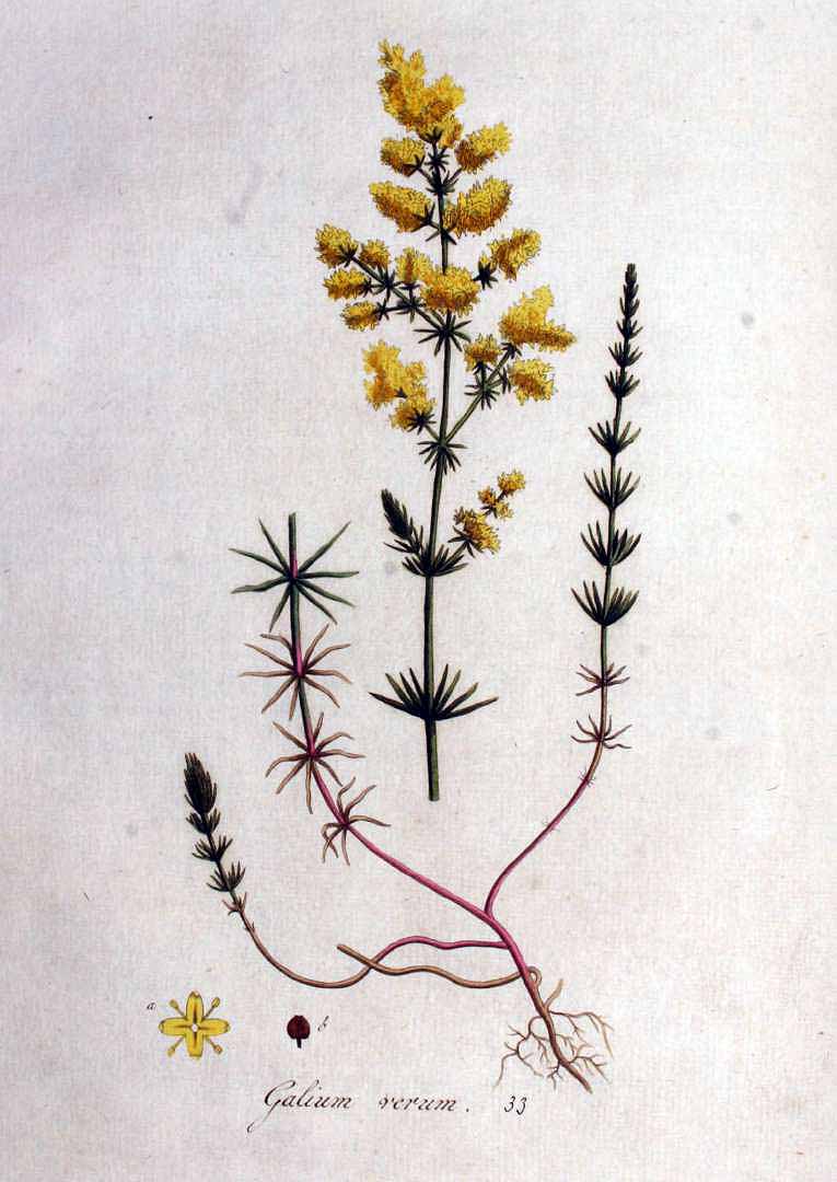 Illustration Galium verum, Par Kops et al. J. (Flora Batava, vol. 1: t. 33, 1800), via plantillustrations 