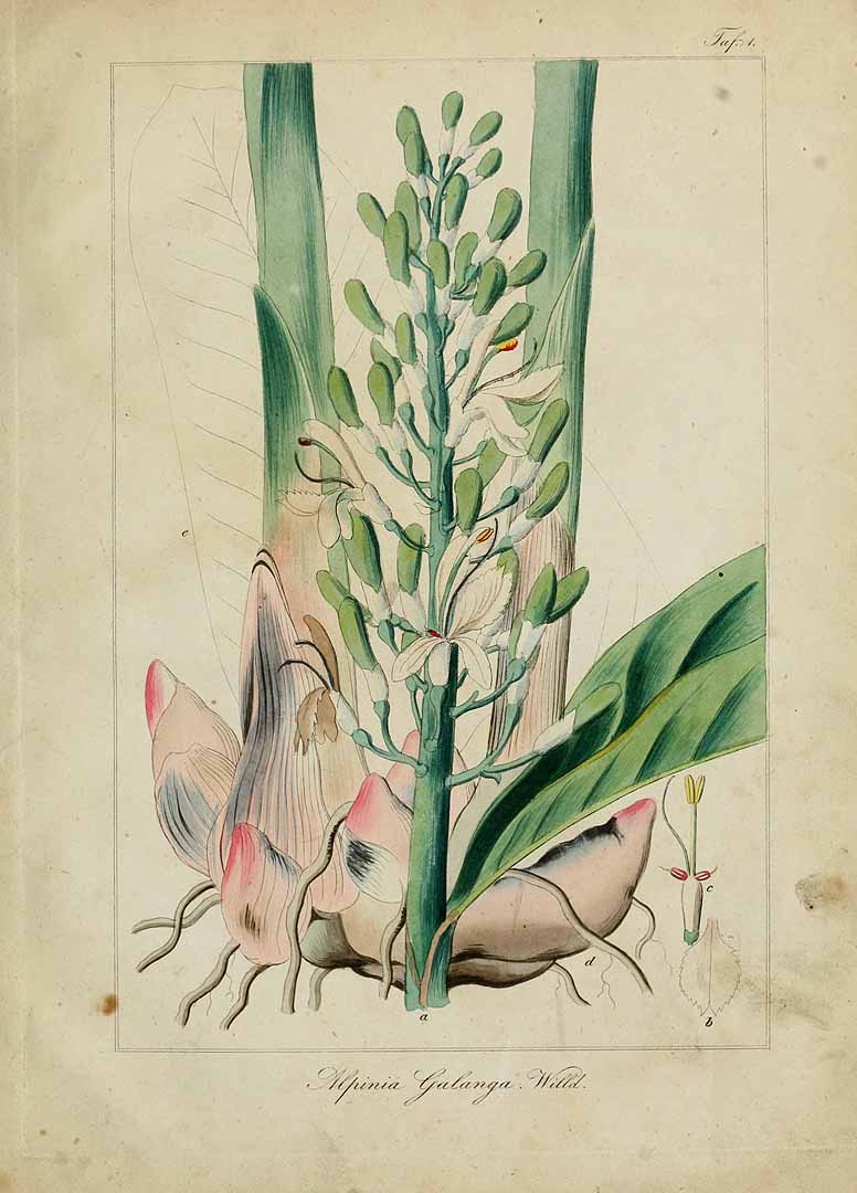 Illustration Alpinia galanga, Par Stupper, C., Medicinisch-pharmaceutische Botanik (1841-1843) Med.-Pharm. Bot. vol. 1 (1841), via plantillustrations 