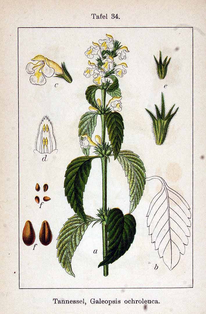 Illustration Galeopsis segetum, Par Krause E.H.L., Sturm J., Lutz K.G. (Flora von Deutschland in Abbildungen nach der Natur, Zweite auflage, vol. 11: t. 34, 1903), via plantillustrations 