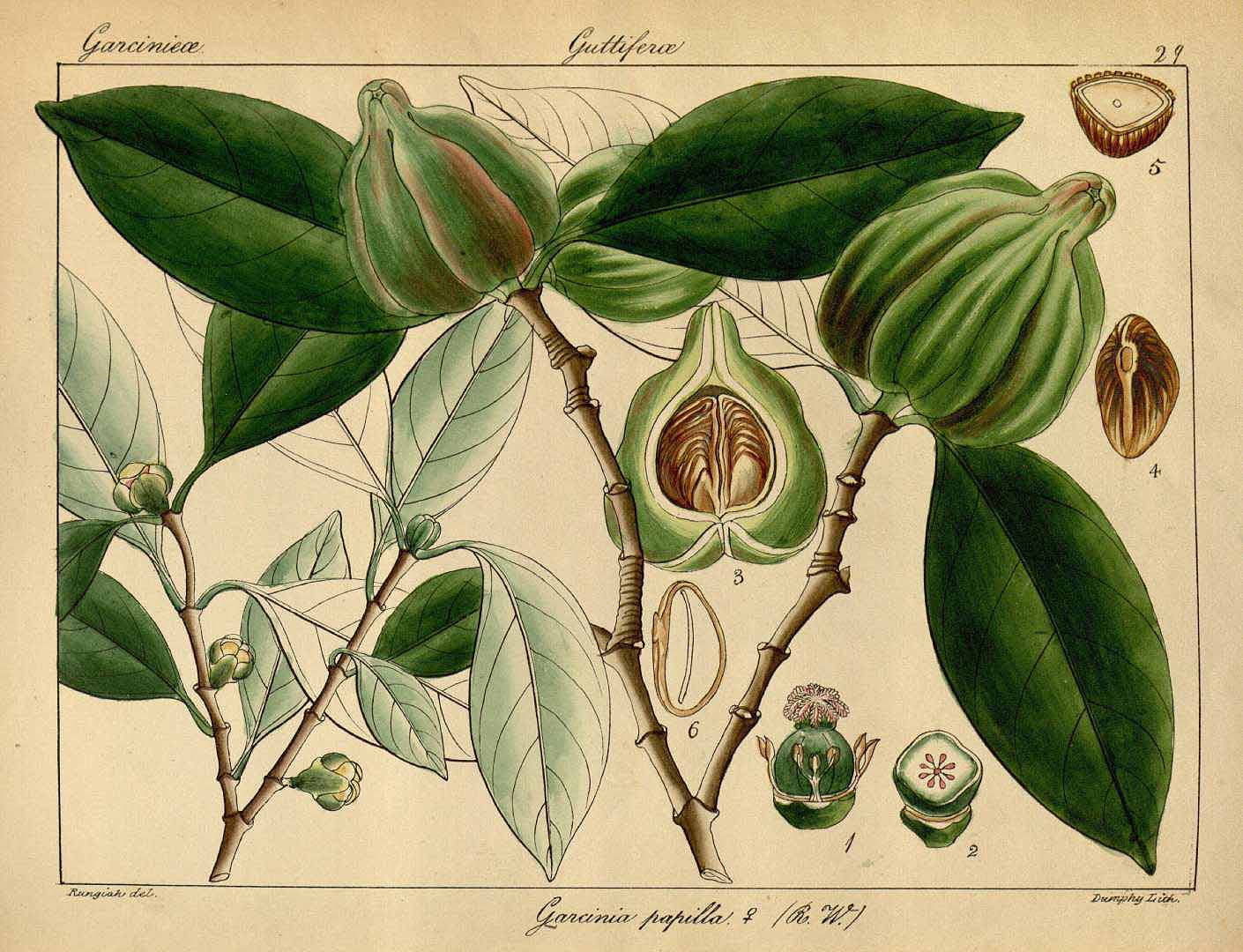 Illustration Garcinia gummi-gutta, Par Wrig