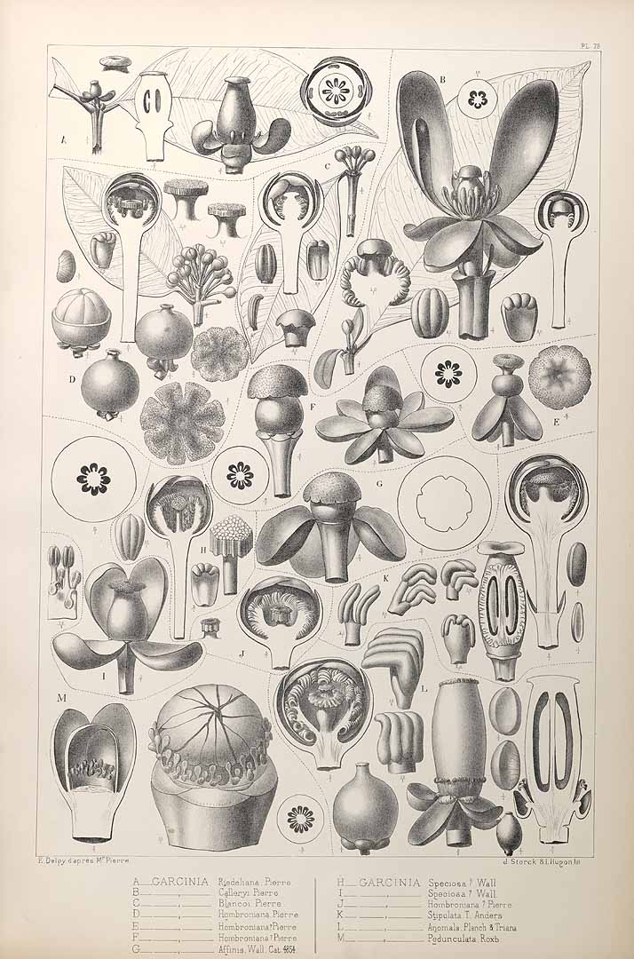 Illustration Garcinia hombroniana, Par Pierre, J.B.L., Flore forestiere de la Cochinchine (1890-1891) Fl. Forest. Cochinch., via plantillustrations 