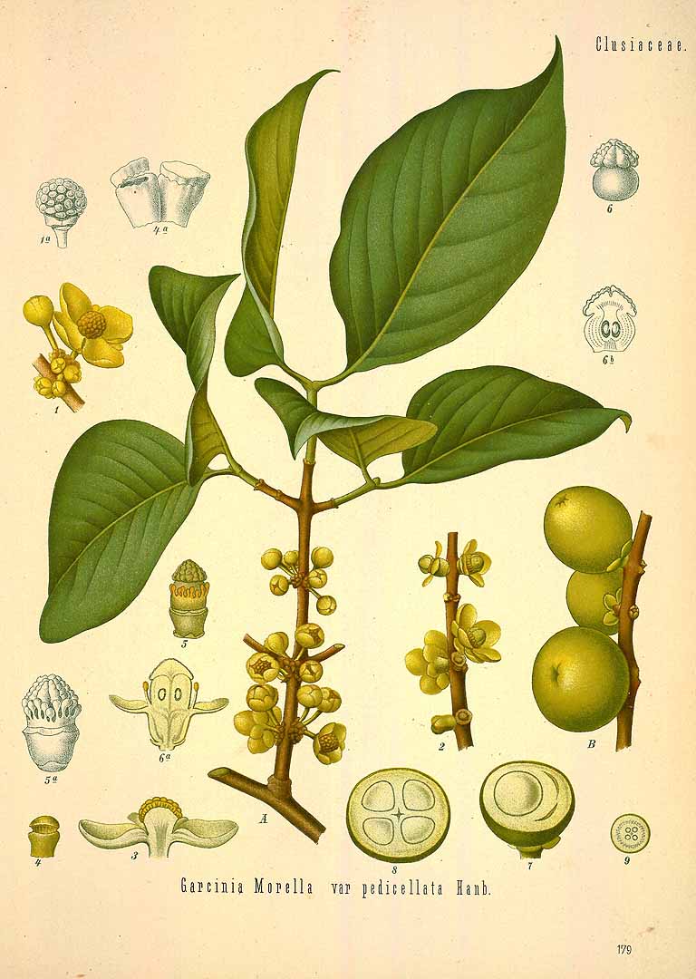 Illustration Garcinia morella, Par Köhler F.E. (Medizinal Pflanzen, vol. 2: t. 179, 1890), via plantillustrations 