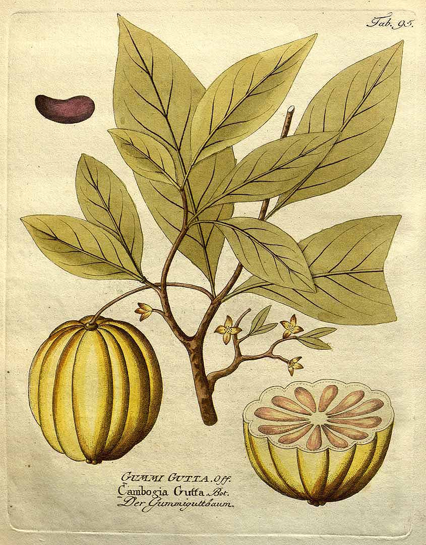 Illustration Garcinia morella, Par Vietz F.B. (Icones plantarum medico-oeconomico-technologicarum, vol. 1: t. 95, 1800), via plantillustrations 