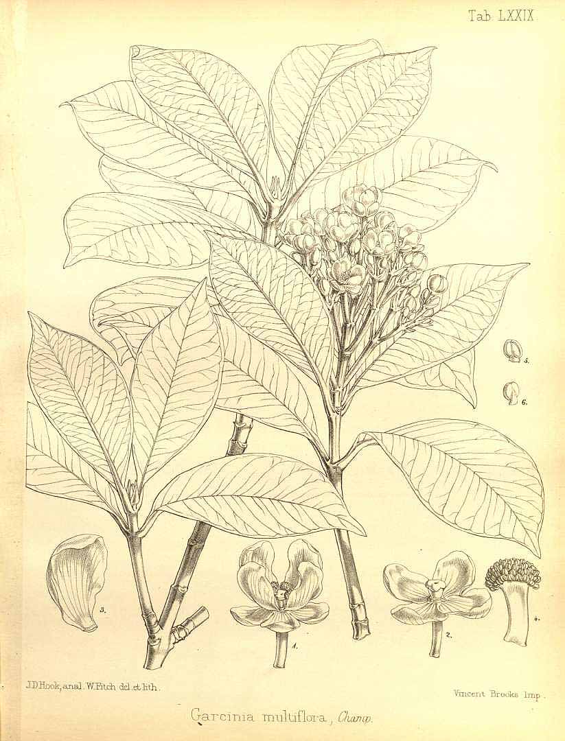 Illustration Garcinia multiflora, Par Seemann B. (The botany of the voyage of H.M.S. Herald , t. 79, 1857) [W.H. Fitch], via plantillustrations 