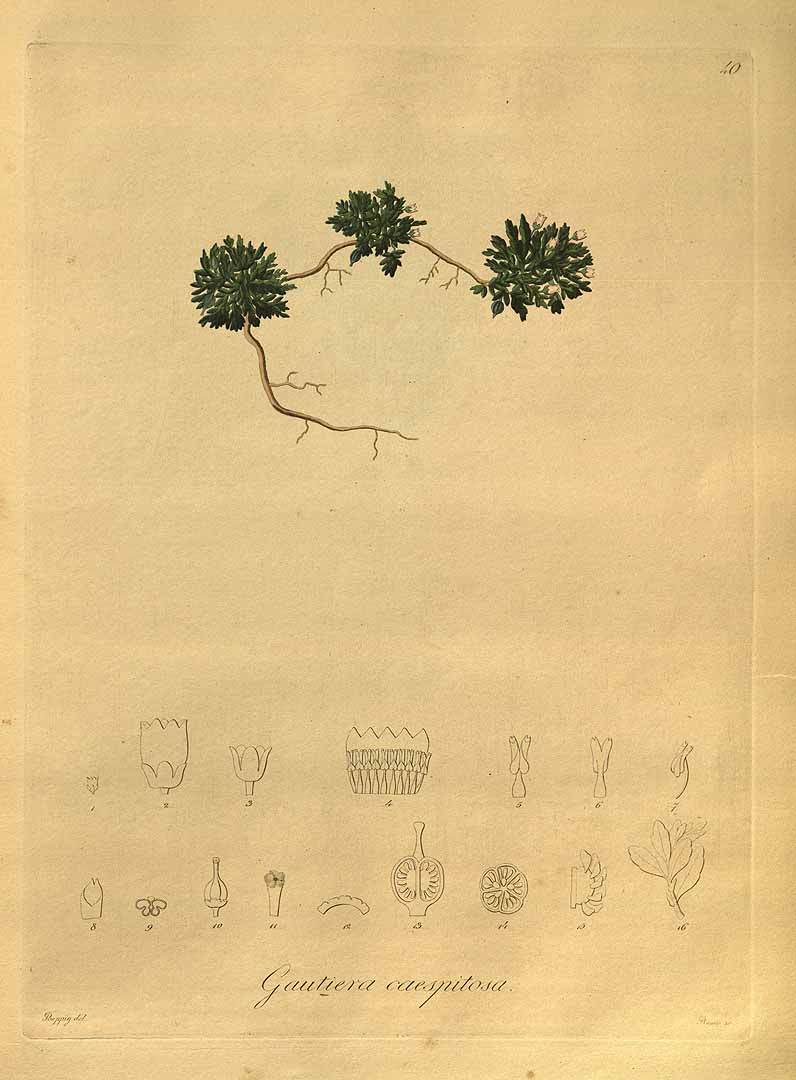 Illustration Gaultheria caespitosa, Par Poeppig E. (Nova genera ac species plantarum, vol. 1: t. 40, 1835) [Poeppig], via plantillustrations 