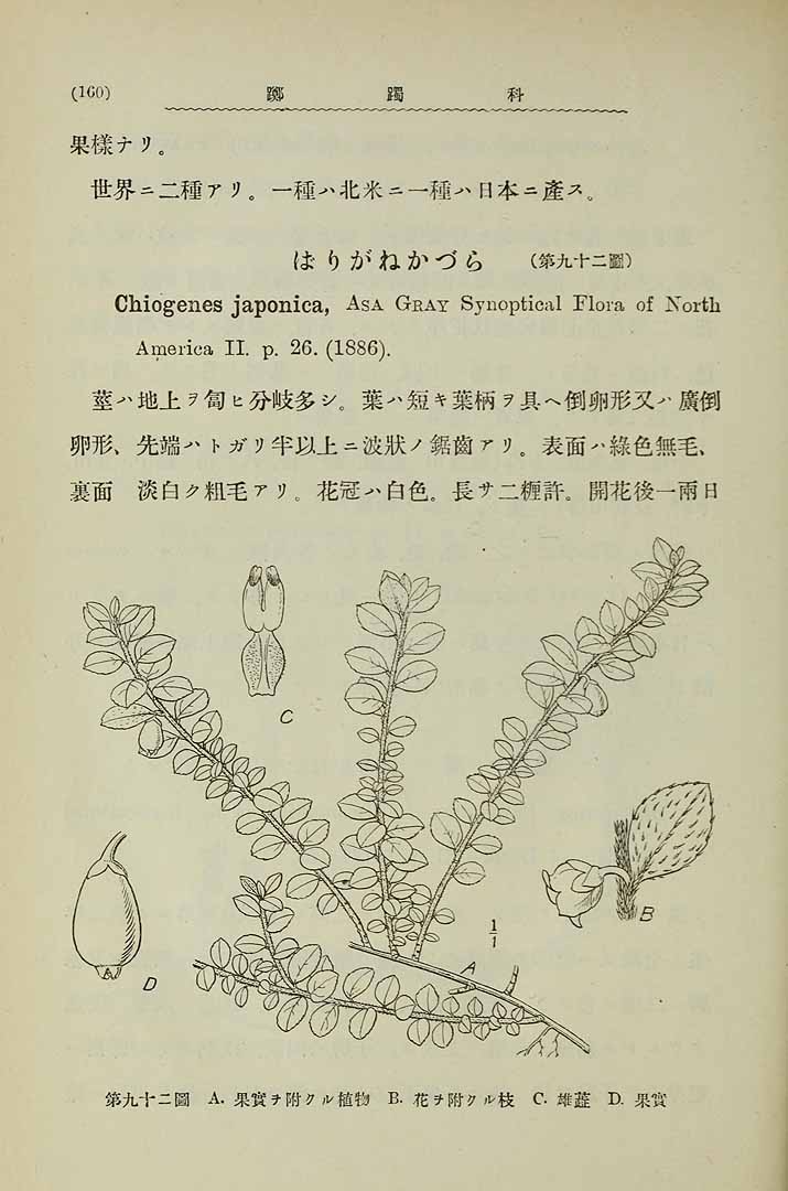 Illustration Gaultheria japonica, Par Nakai, T., Trees and shrubs indigenous in Japan proper [Dai Nihon jumokushi] (1935-1951) Trees Shrubs Japan vol. 1 p. 160 f. 92, via plantillustrations 