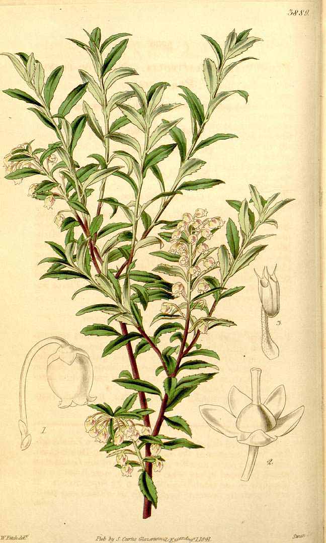Illustration Gaultheria mucronata, Par Curtis, W., Botanical Magazine (1800-1948) Bot. Mag. vol. 68 (1842) [tt. 3880-3963] t. 3889, via plantillustrations 