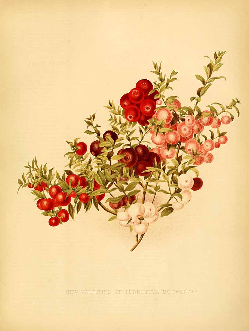 Illustration Gaultheria mucronata, Par garden (1872-1927) The Garden vol. 23 (1883), via plantillustrations 