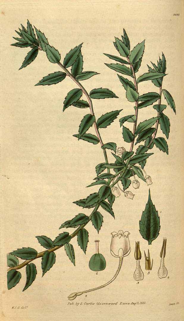 Illustration Gaultheria mucronata, Par Curtis, W., Botanical Magazine (1800-1948) Bot. Mag. vol. 58 (1831) [tt. 3039-3122] t. 3093, via plantillustrations 
