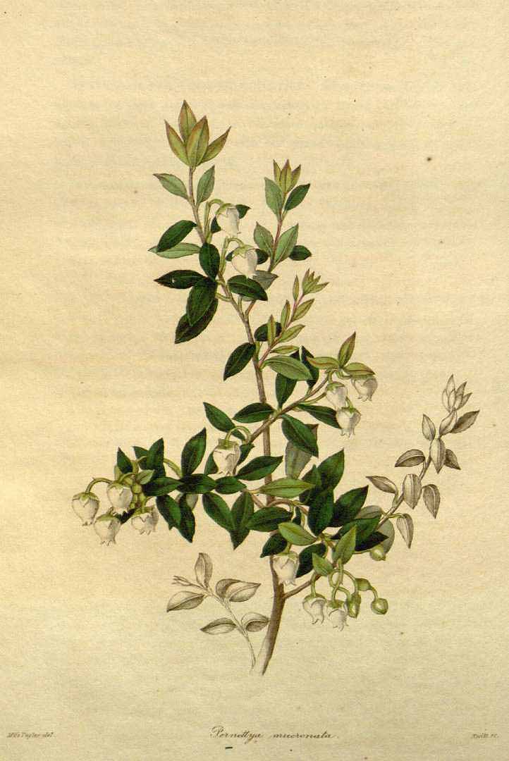 Illustration Gaultheria mucronata, Par Maund, B., Henslow, J.S., botanist (1836-1842) Botanist vol. 3 (1839) t. 112, via plantillustrations 