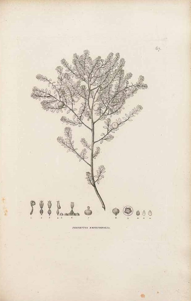 Illustration Gaultheria pumila, Par Freycinet L.C.D. de (Voyage autour du monde sur les corvettes de S.M. l´Uranie et la Physicienne, Atlas Botanique, t. 67, 1826), via plantillustrations 