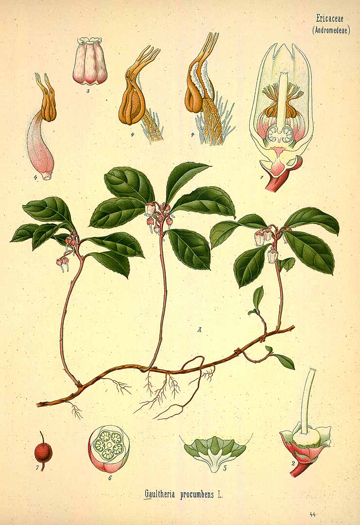 Illustration Gaultheria procumbens, Par Köhler F.E. (Medizinal Pflanzen, vol. 3: t. 44, 1890), via plantillustrations 