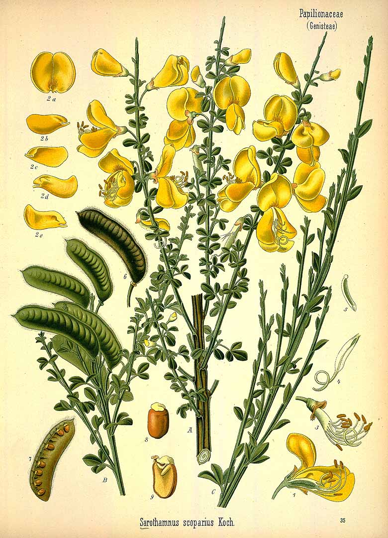 Illustration Cytisus scoparius, Par Köhler F.E. (Medizinal Pflanzen, vol. 3: t. 35, 1890), via plantillustrations 