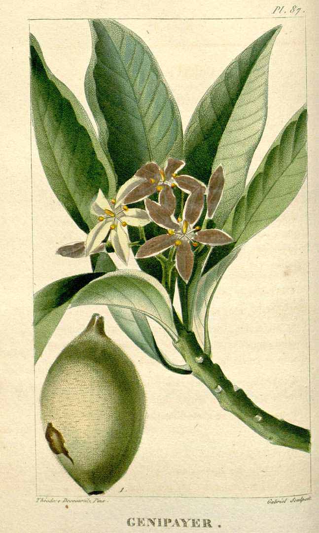 Illustration Genipa americana, Par Descourtilz M.E. (Flore médicale des Antilles, vol. 2: t. 87, 1822) [J.T. Descourtilz], via plantillustrations 