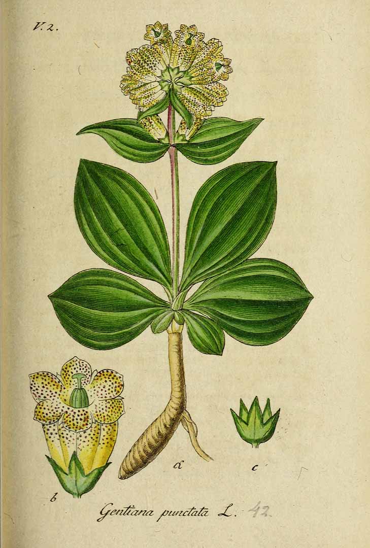 Illustration Gentiana punctata, Par Sturm, J., Sturm, J.W., Deutschlands flora (1798-1855) Deutschl. Fl. vol. 13 (1828) t. 42] , via plantillustrations 