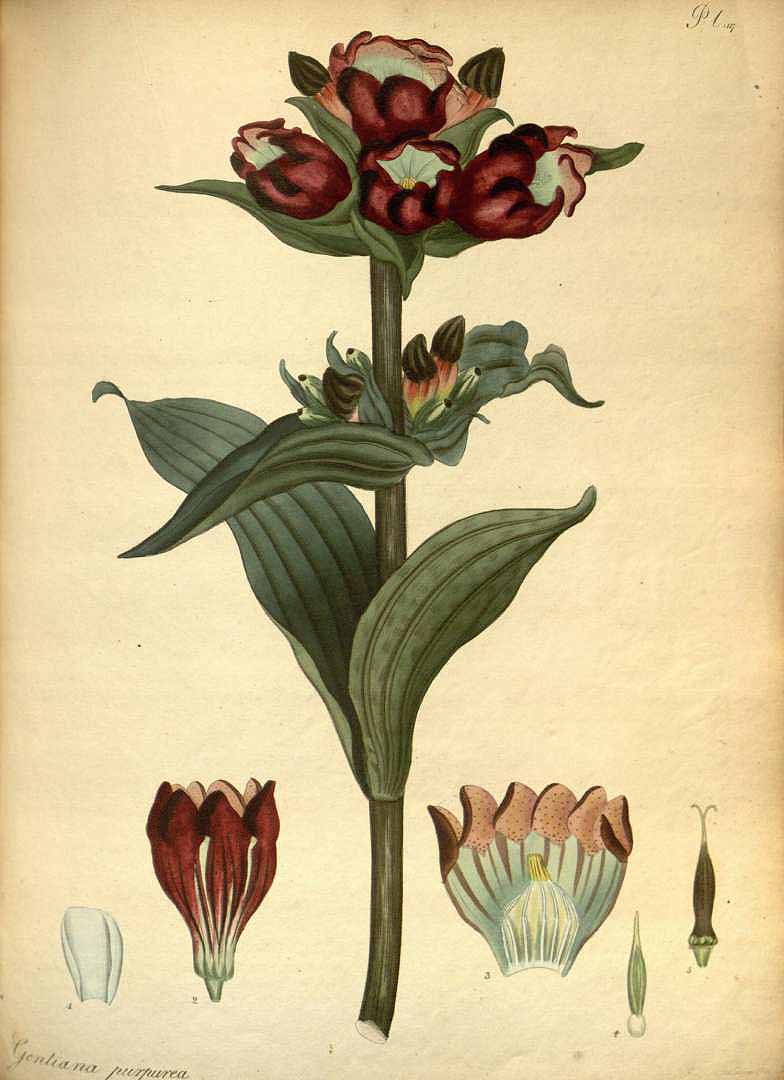 Illustration Gentiana purpurea, Par Andrews, H.C., botanist?s repository (1797-1814) Bot. Repos. vol. 2 (1799) [tt. 73-144] t. 117, via plantillustrations 