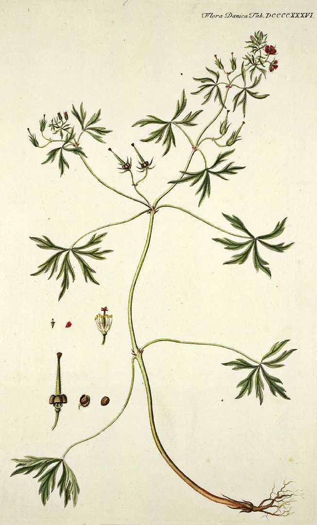 Illustration Geranium dissectum, Par Oeder (G.C., Flora Danica, Hft 16, t. 936, 1761-1883), via plantillustrations 