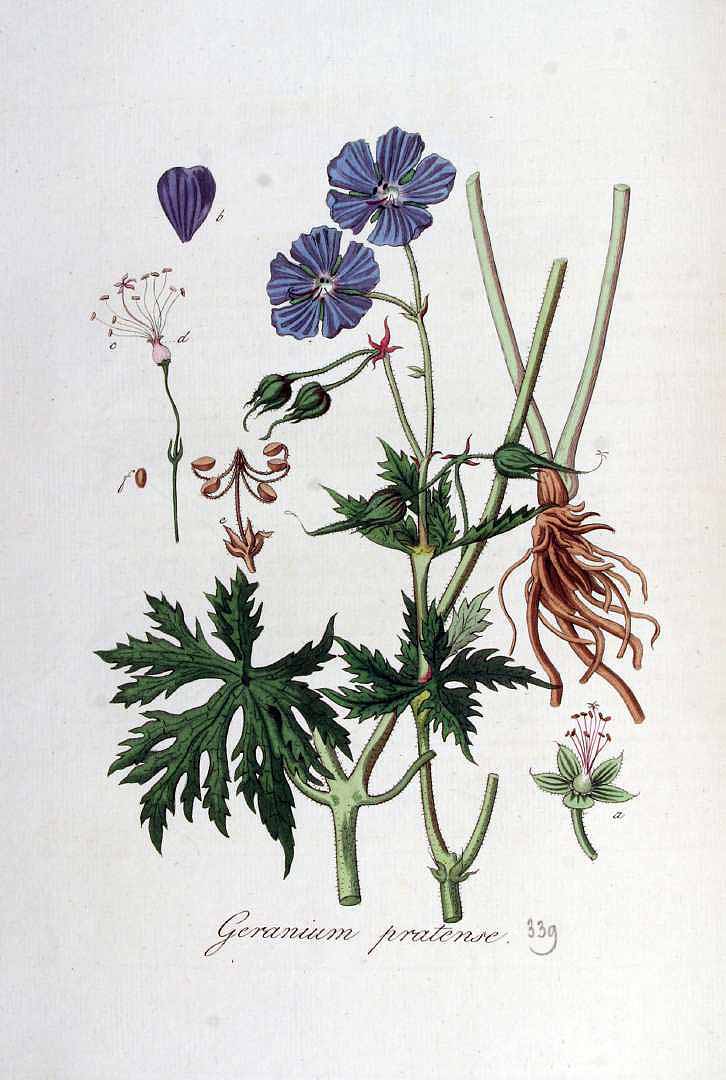 Illustration Geranium pratense, Par Kops et al. J. (Flora Batava, vol. 5: t. 339, 1828), via plantillustrations 