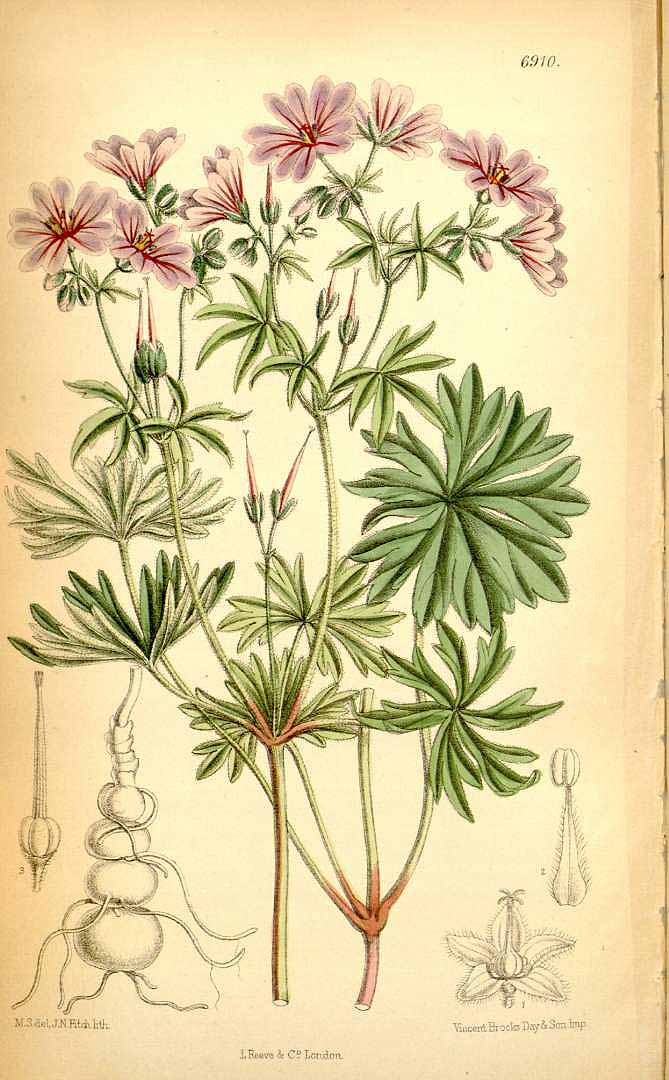 Illustration Geranium tuberosum, Par Curtis´s Botanical Magazine (vol. 112 [ser. 3, vol. 42]: t. 6910, 1886) [M. Smith], via plantillustrations 