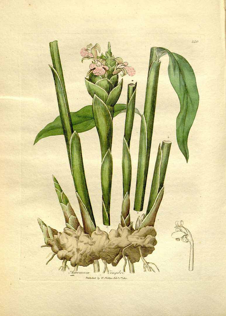 Illustration Zingiber officinale, Par Woodville, W., Hooker, W.J., Spratt, G., Medical Botany, 3th edition (1832) Med. Bot., ed. 3, via plantillustrations 