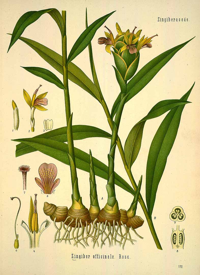 Illustration Zingiber officinale, Par Köhler, F.E., Köhler?s Medizinal Pflanzen (1883-1914) Med.-Pfl., via plantillustrations 