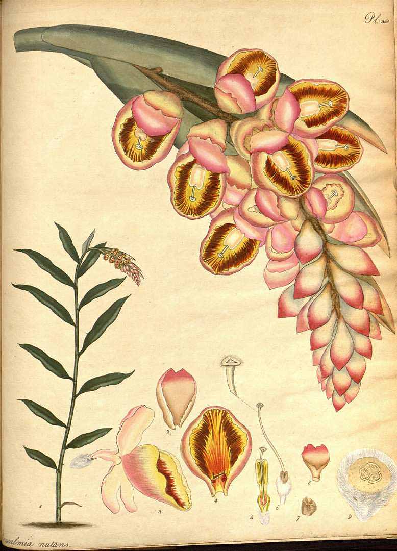 Illustration Alpinia zerumbet, Par Andrews, H.C., botanist?s repository (1797-1814) Bot. Repos. vol. 5 (1803), via plantillustrations 