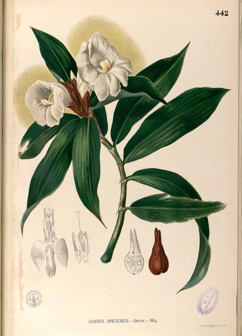 Illustration Cheilocostus speciosus, Par Blanco M. (Flora de Filipinas, t. 442, 1875), via plantillustrations 