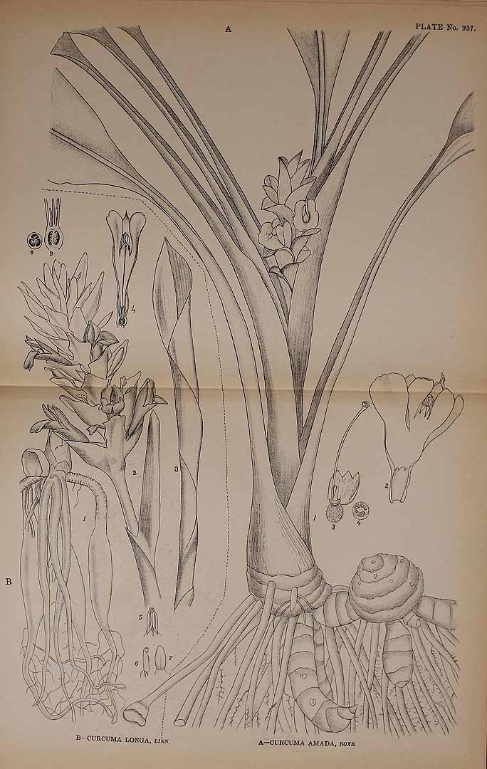 Illustration Curcuma amada, Par Indian medicinal plants (vol. 5: t. 937, fig. A), via plantillustrations 