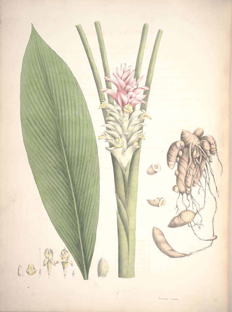 Illustration Curcuma amada, Par Roscoe W. (Monandrian plants of the order Scitamineae, 1854) [W. Sharp], via plantillustrations 