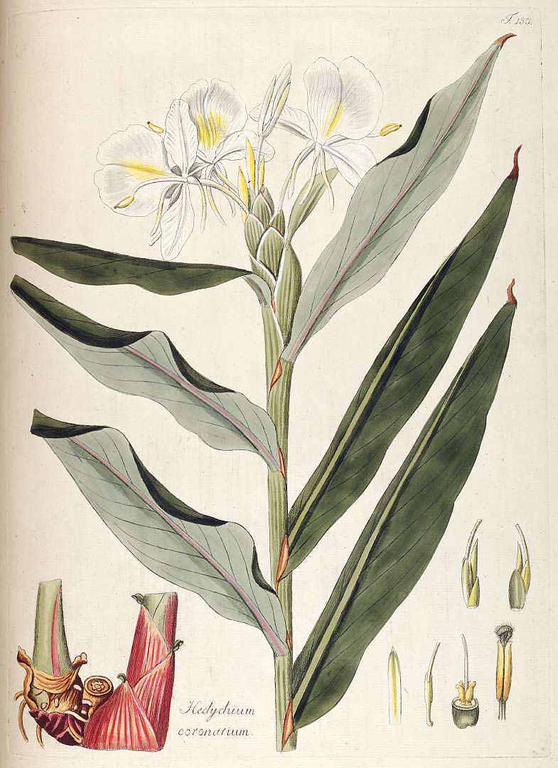 Illustration Hedychium coronarium, Par Jacquin N.J. von (Fragmenta botanica, figuris coloratis illustrata, t. 130, 1809), via x 