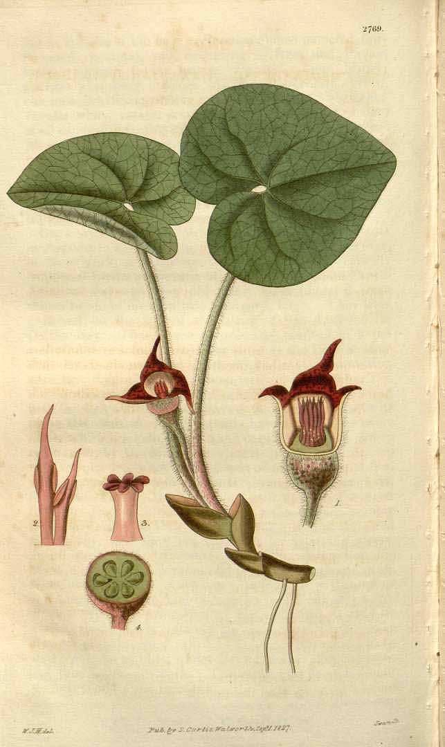 Illustration Asarum canadense, Par Curtis, W., Botanical Magazine (1800-1948) Bot. Mag. vol. 54 (1827), via plantillustrations 