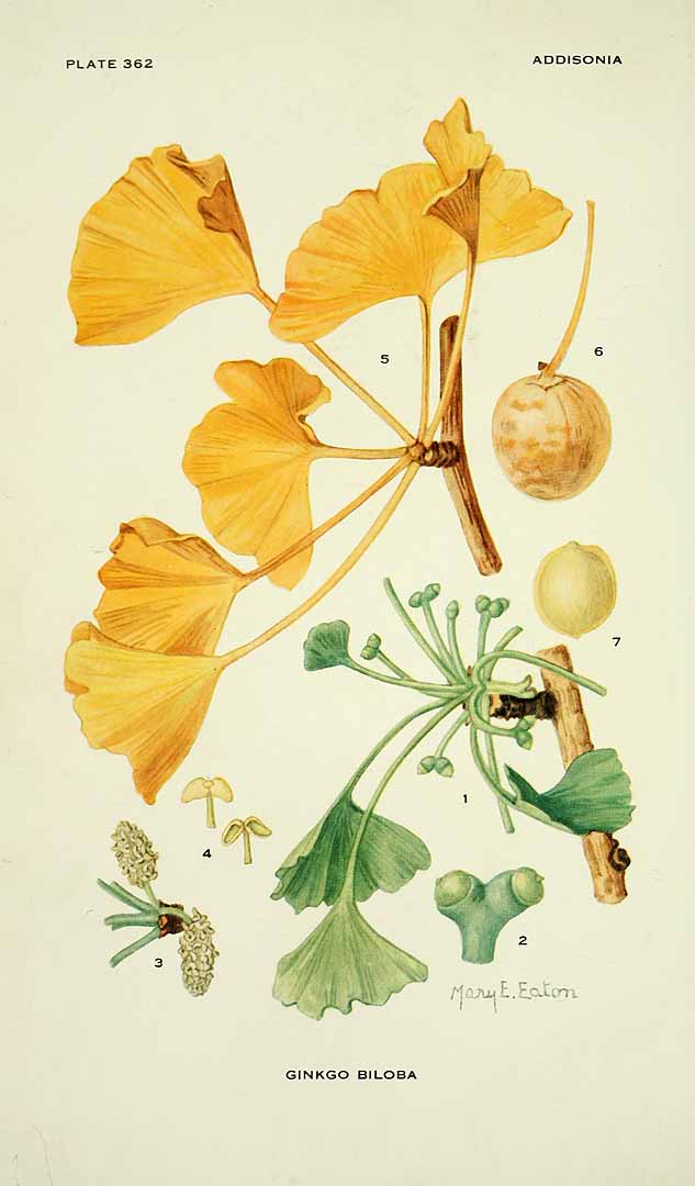 Illustration Ginkgo biloba, Par Addisonia (vol. 11: t. 362, 1926) [M.E. Eaton], via plantillustrations 