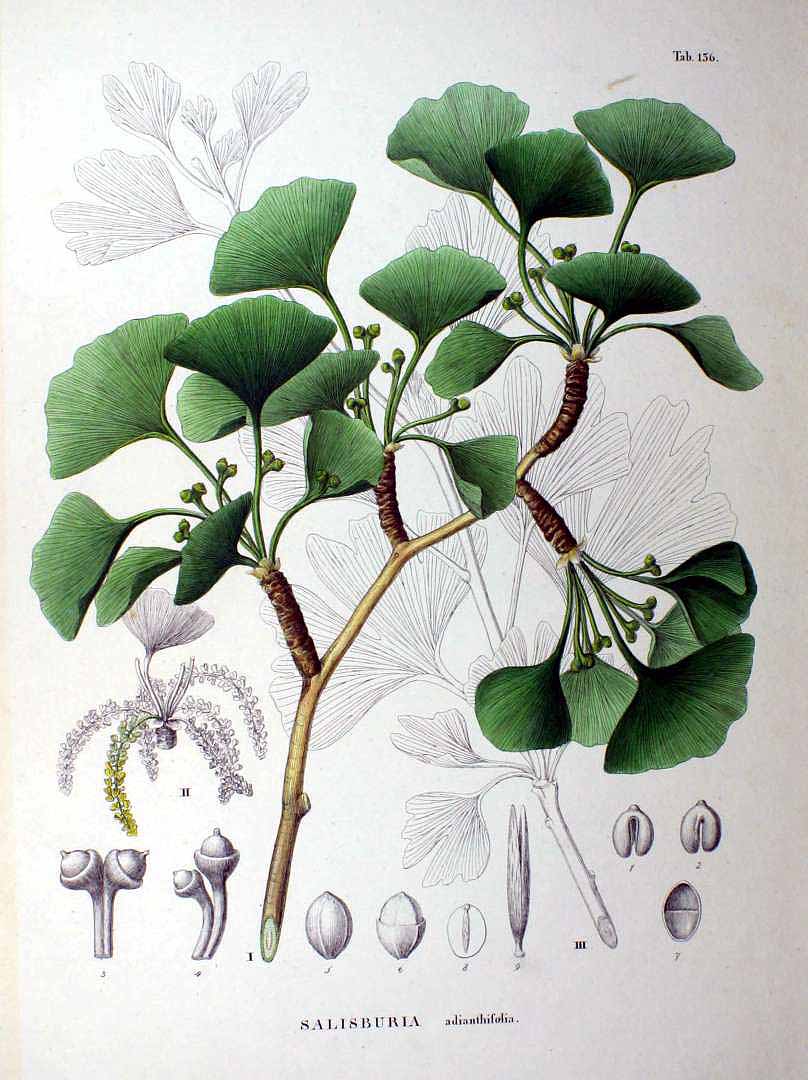 Illustration Ginkgo biloba, Par Siebold P.F. de, Zuccarini J.G. (Flora Japonica, t. 136, 1875), via plantillustrations 
