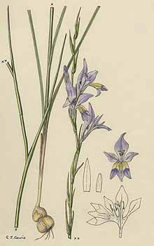 Illustration Gladiolus permeabilis, Par Illustrations of Southern Africa flora, Compton Herbarium, Cape Town (NBG) Ill. S. Afr. Flora, via plantillustrations 
