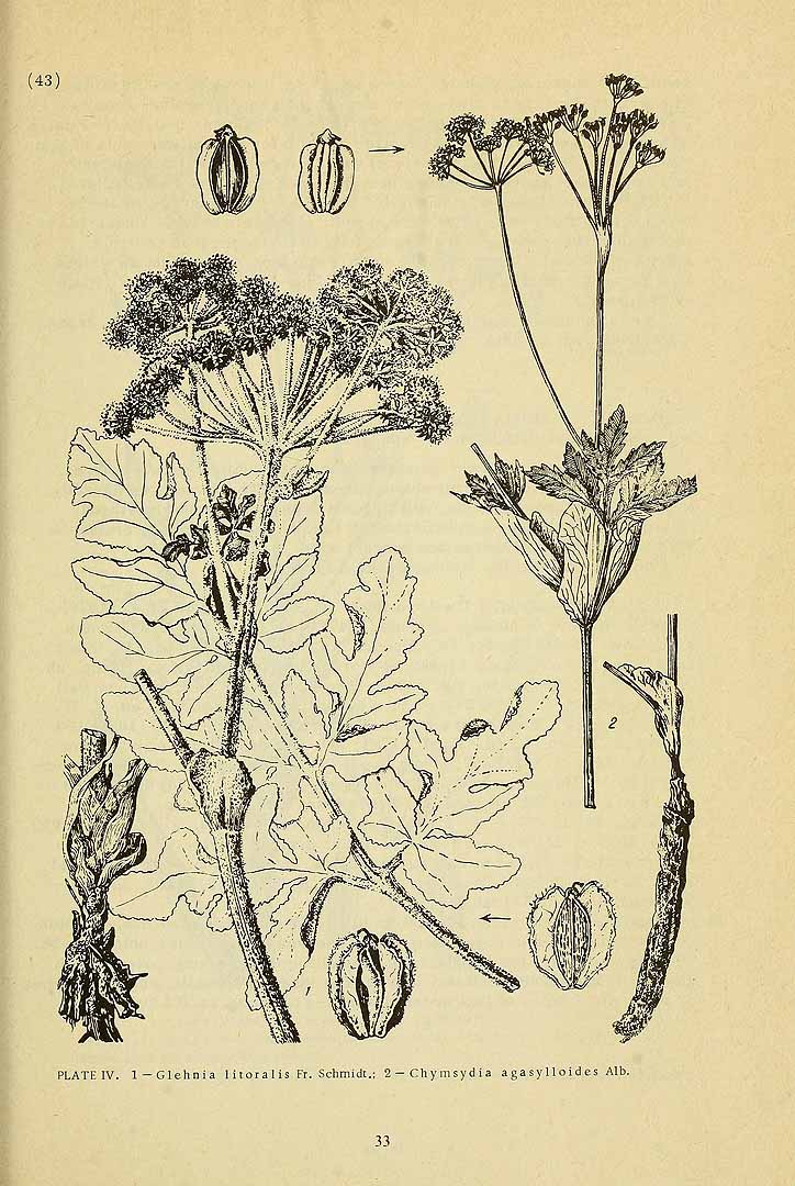 Illustration Glehnia littoralis, Par Komarov (Komorov), V.L., Flora of the U.S.S.R. (1934-1964) Fl. URSS vol. 17 t. 4	p. 43 , via plantillustrations 