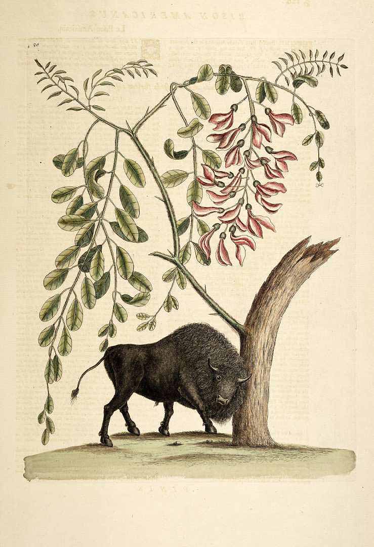 Illustration Gliricidia sepium, Par Catesby M. (The natural history of Carolina, Florida, and the Bahama Islands, vol. 1: t. 120, 1754), via plantillustrations 