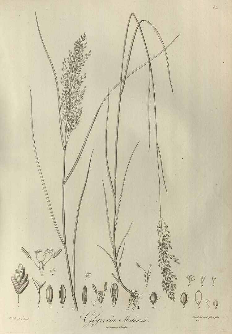 Illustration Glyceria striata, Par Kunth K.S. (Distribution méthodique de la famille des Graminées, Plates, t. 85, 1835), via plantillustrations 