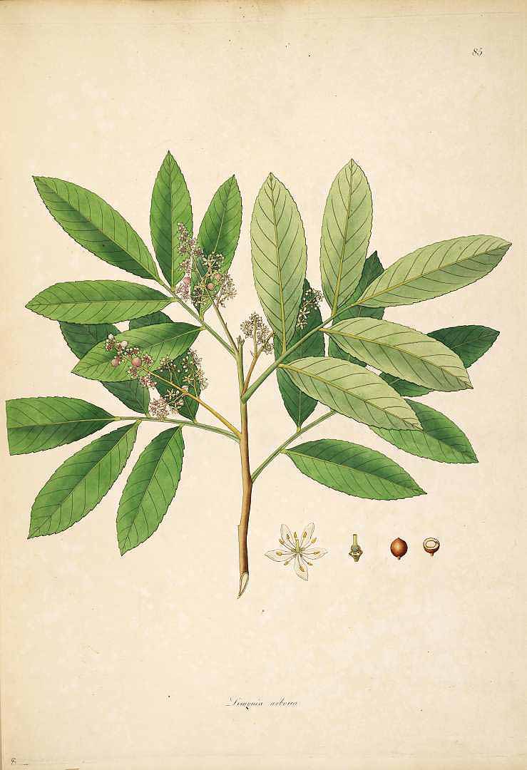 Illustration Glycosmis pentaphylla, Par Roxburgh W. (Plants of the coast of Coromandel, vol. 1: t. 85, 1795), via plantillustrations 