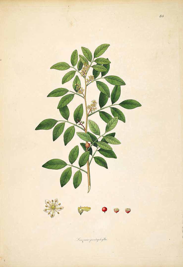 Illustration Glycosmis pentaphylla, Par Roxburgh W. (Plants of the coast of Coromandel, vol. 1: t. 84, 1795), via plantillustrations 