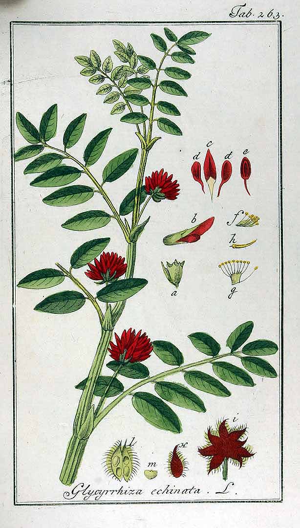 Illustration Glycyrrhiza echinata, Par Zorn, J., Oskamp, D.L., Afbeeldingen der artseny-gewassen (1796-1800) Afb. Arts.-Gew. vol. 3 (1796) t. 263, via plantillustrations 