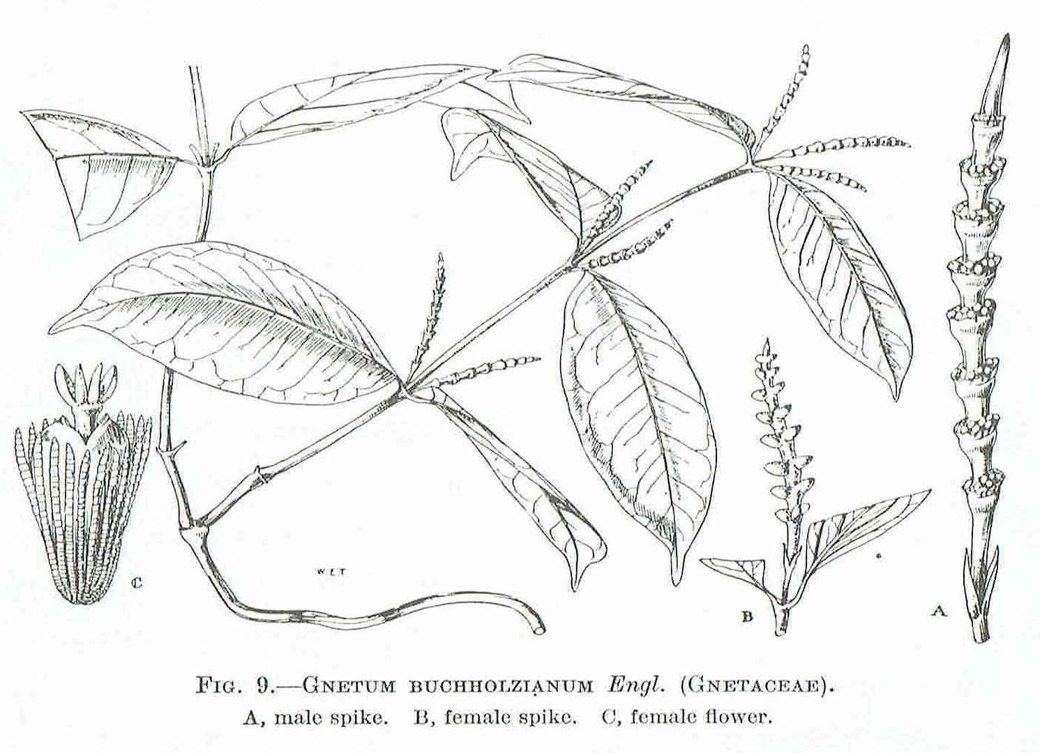 Illustration Gnetum buchholzianum, Par Hutchinson, J., Dalziel, J.M., Keay, R.W.J., Flora of West Tropical Africa (FWTA), 2nd ed. (1954-1972) Fl. W. Trop. Afr., ed. 2 vol. 1(1): (1954) p. 33 f. 9 , via plantillustrations 