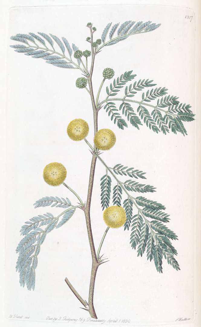 Illustration Faidherbia albida, Par Edwards´s Botanical Register (vol. 16: t. 1317, 1830) [M. Hart], via plantillustrations 